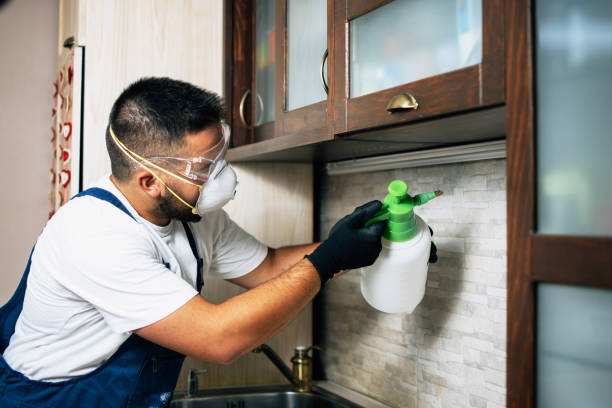 Wasp Removal Services in College Place, WA