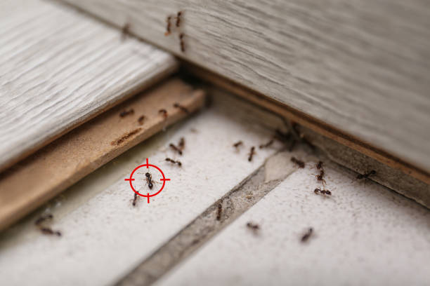 Best Local Pest Control Services  in College Place, WA