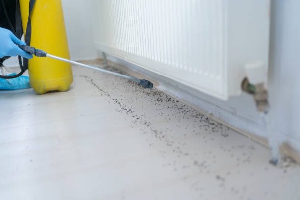 Best Ant Control Services  in College Place, WA